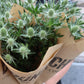 Tistel - Eryngium