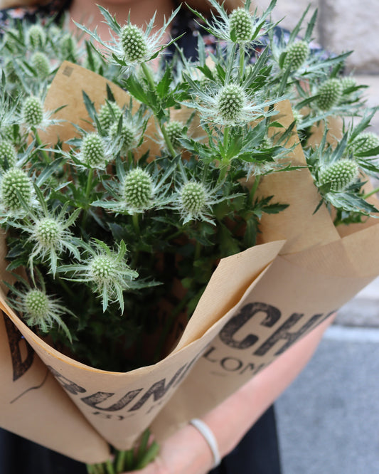 Tistel - Eryngium
