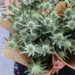 Tistel - Eryngium