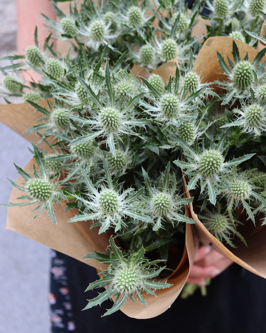 Tistel - Eryngium