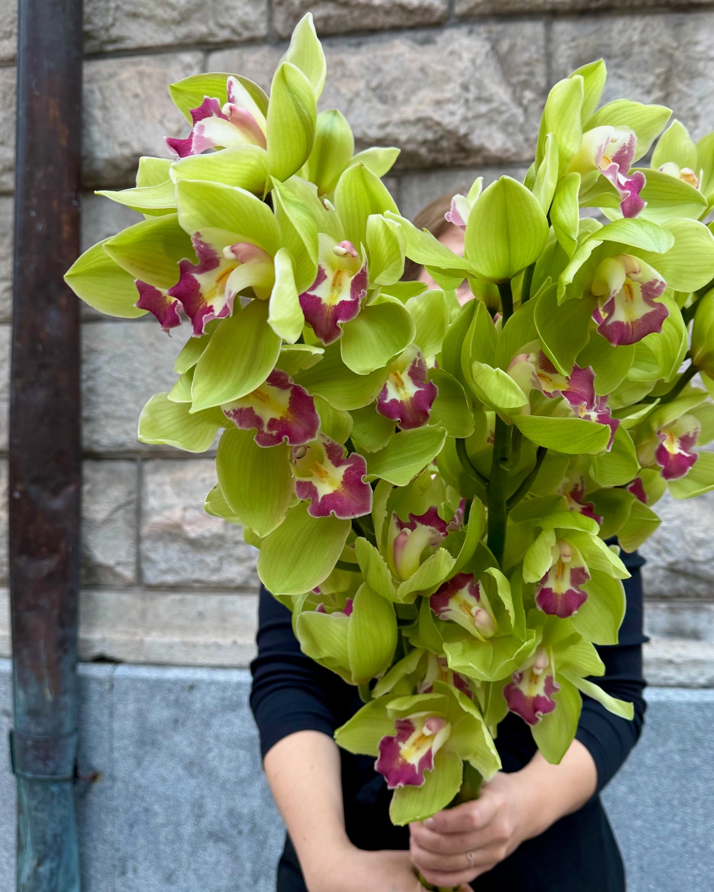 Cymbidium " 80 cm"