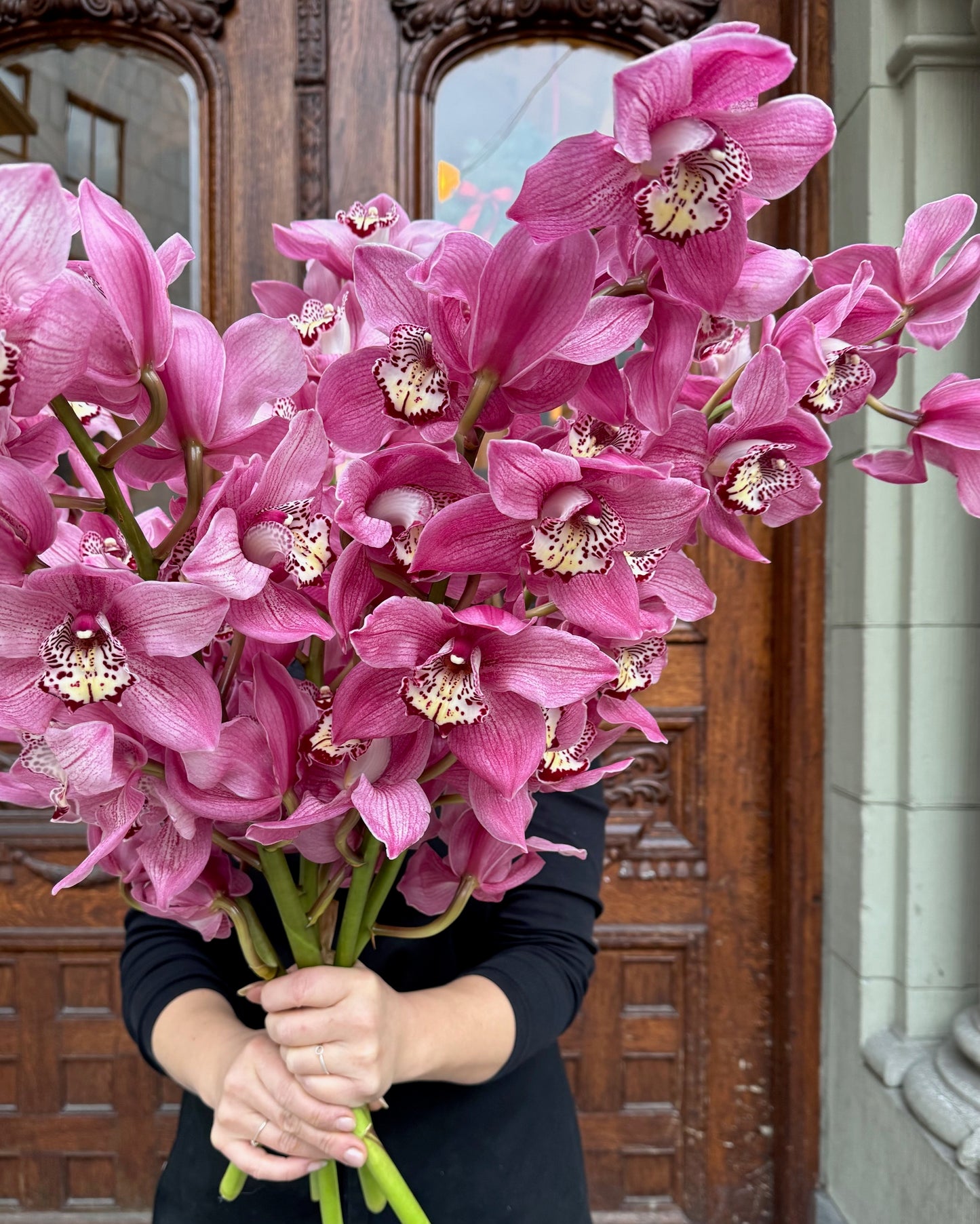 Cymbidium " 80 cm"