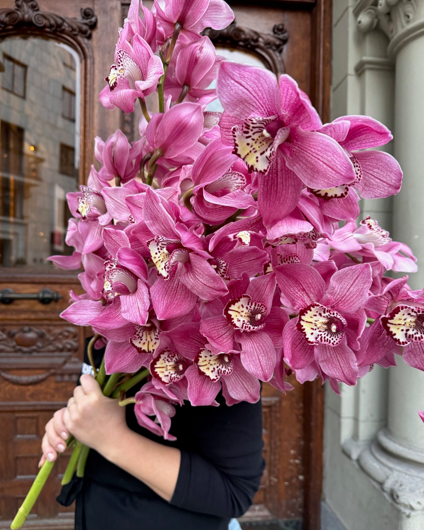 Cymbidium " 80 cm"