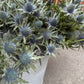 Tistel - Eryngium