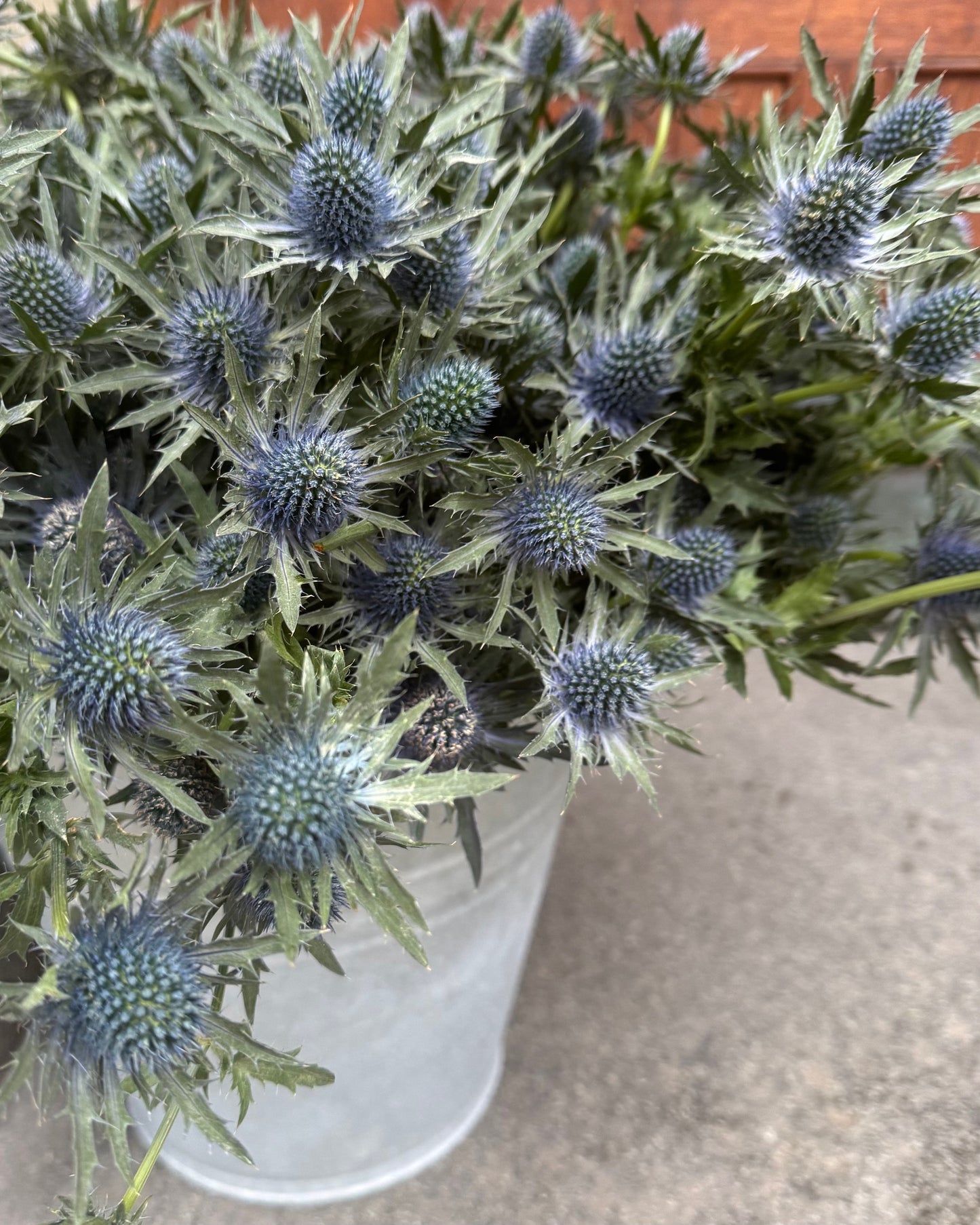 Tistel - Eryngium