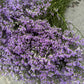 Limonium