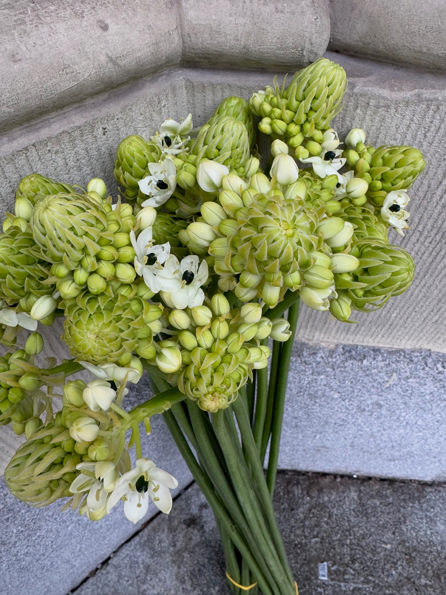 Ornithogalum