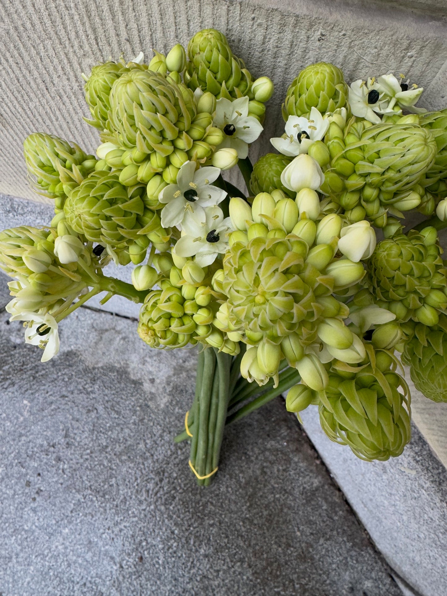 Ornithogalum