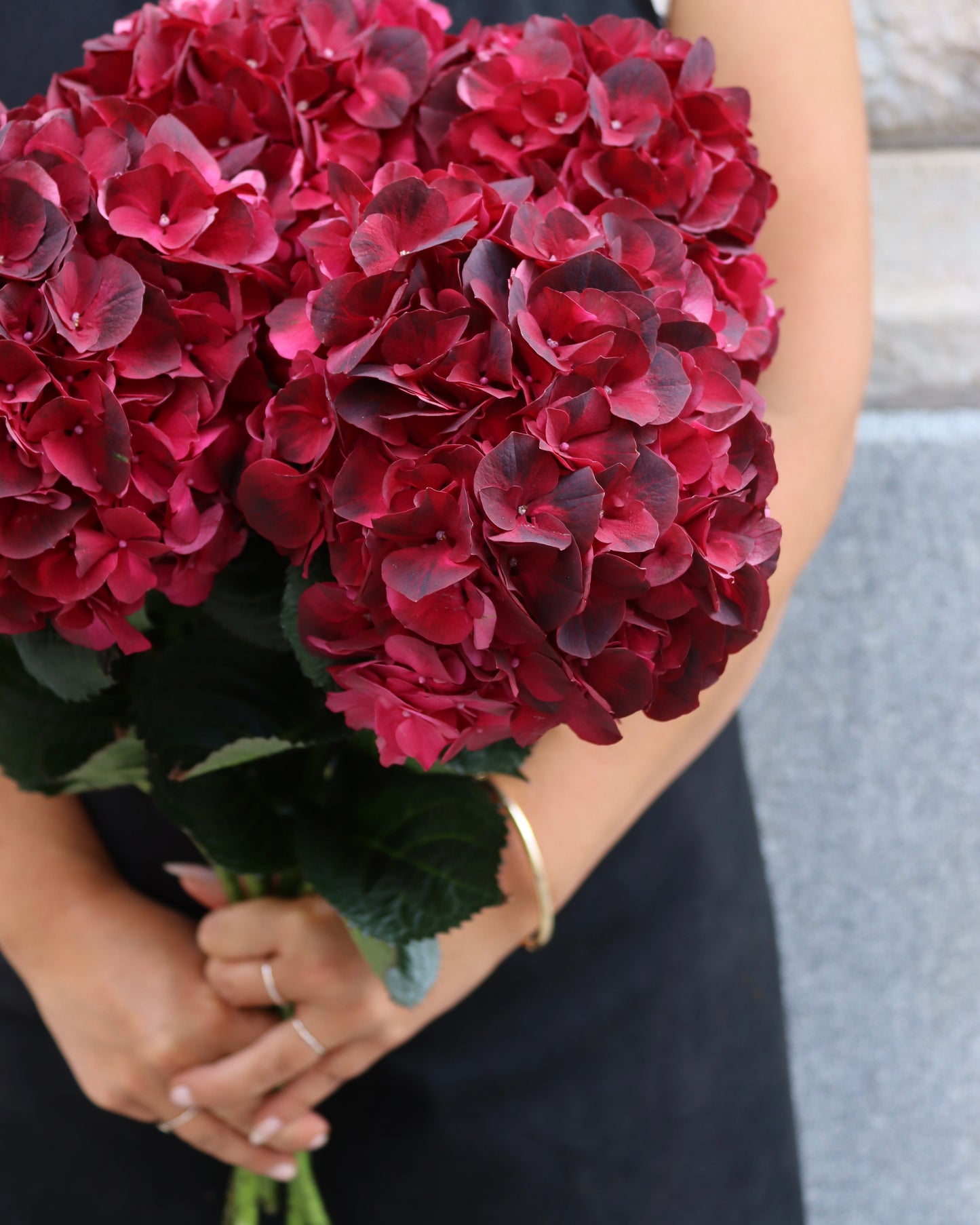Hortensia - Hydrangea