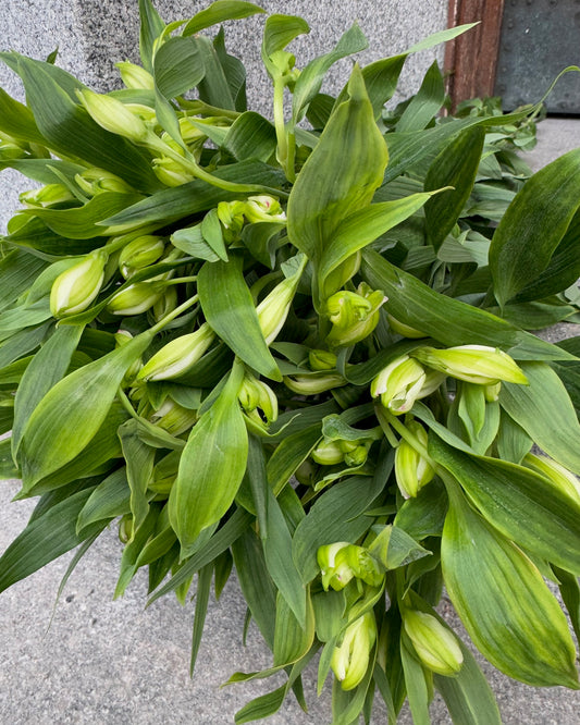 Alstromeria-Alstroemeria