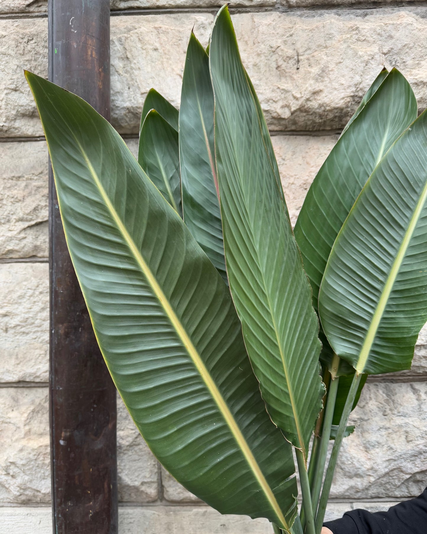 Strelitzia