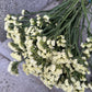 Limonium