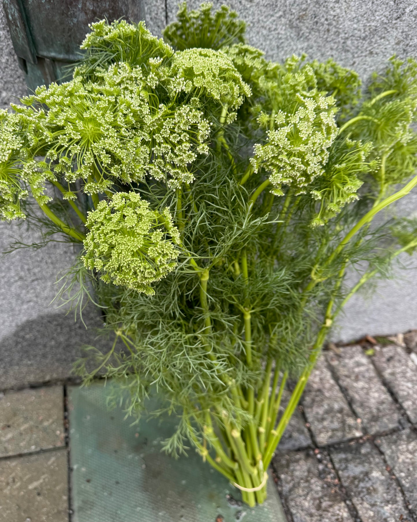 Ammi Majus