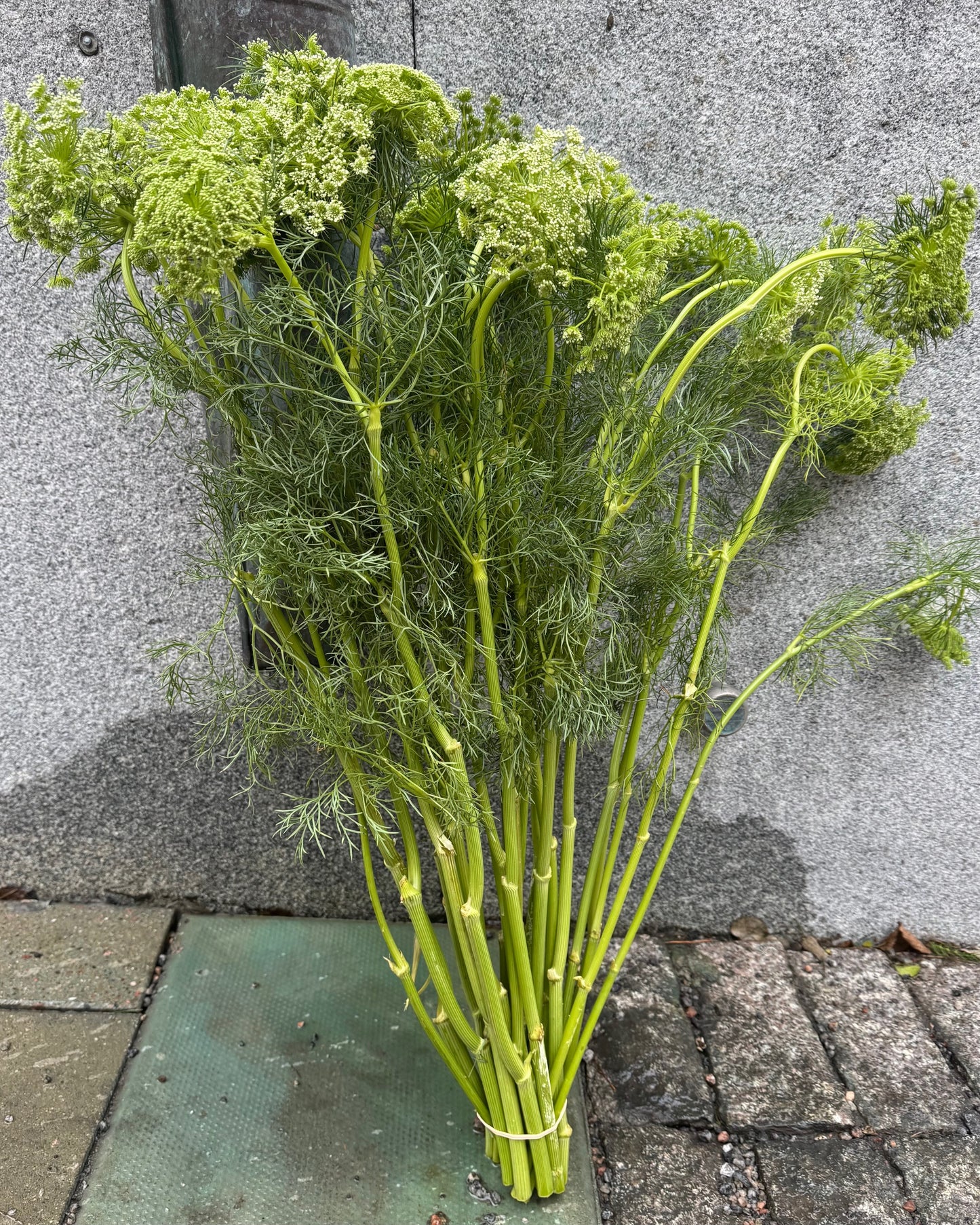 Ammi Majus