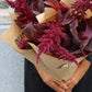 Amaranthus