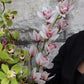 Cymbidium