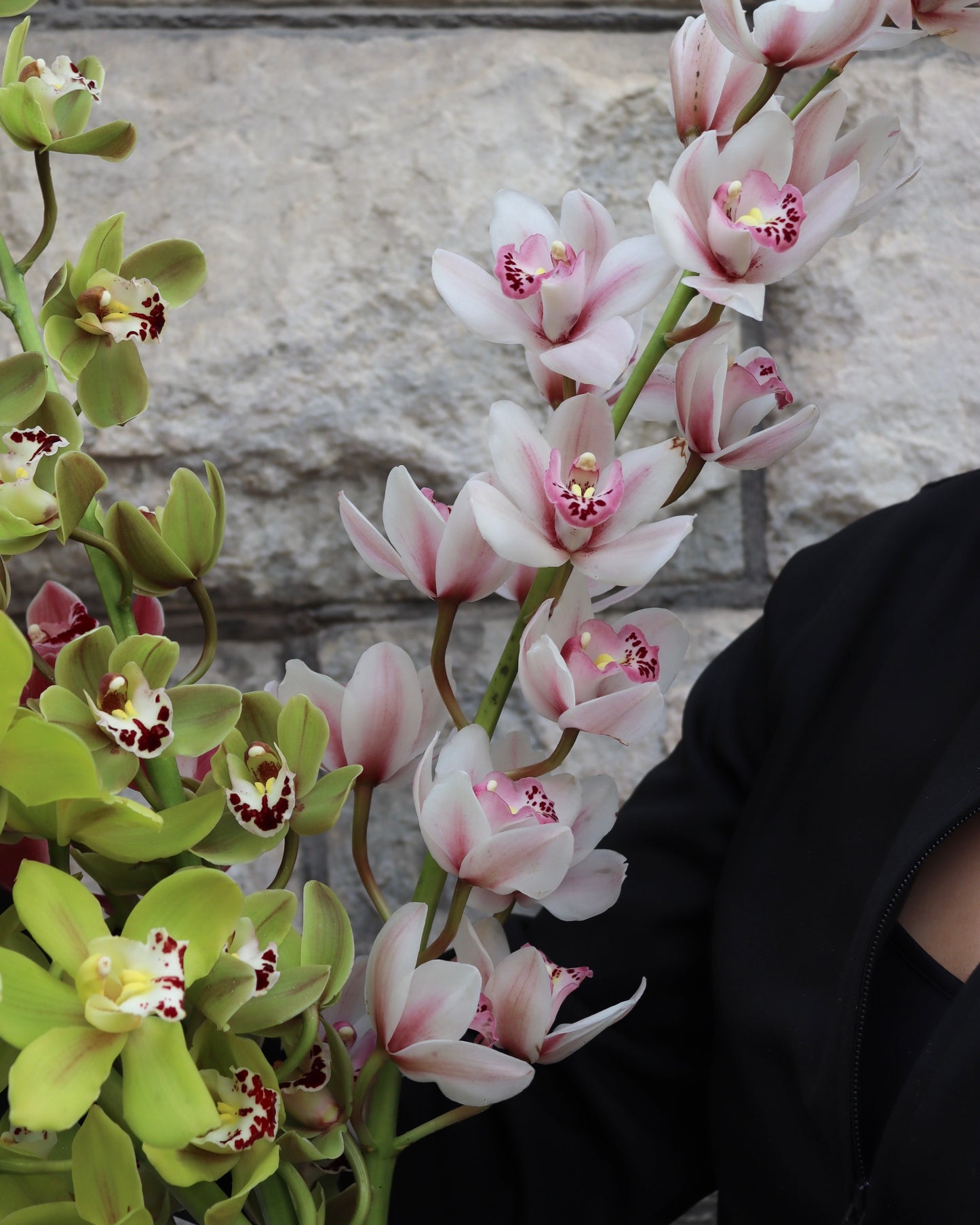 Cymbidium