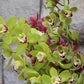 Cymbidium