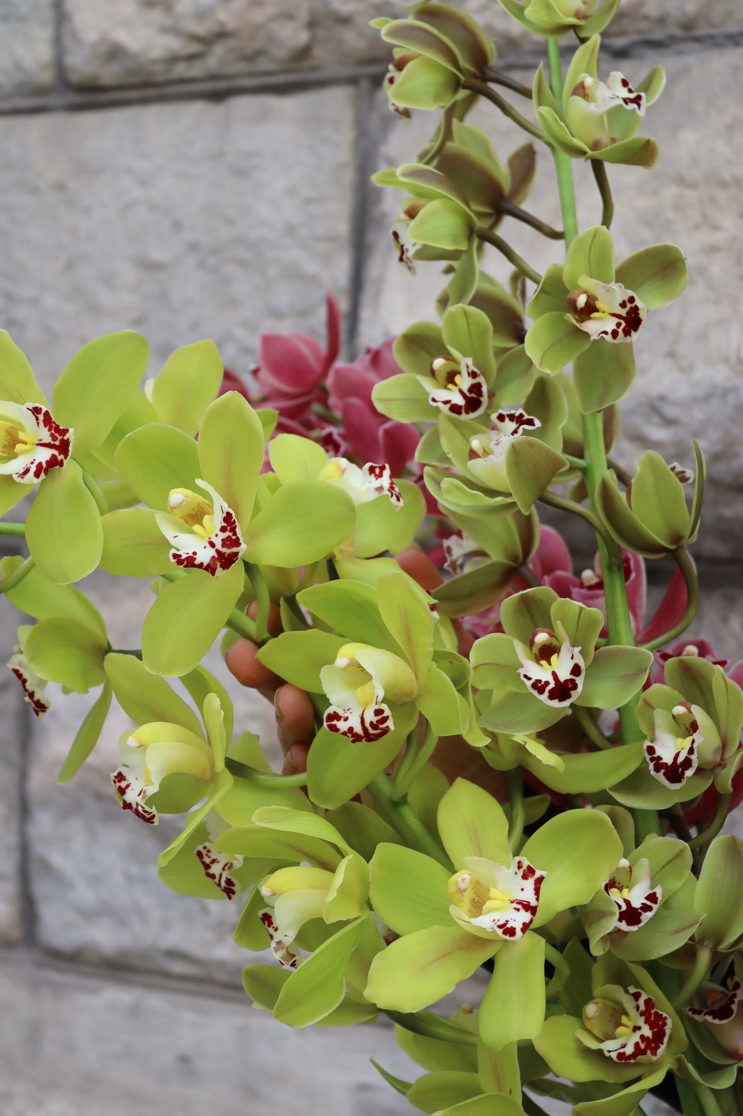 Cymbidium