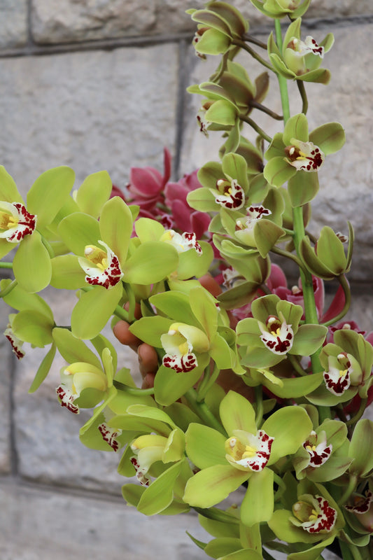 Cymbidium