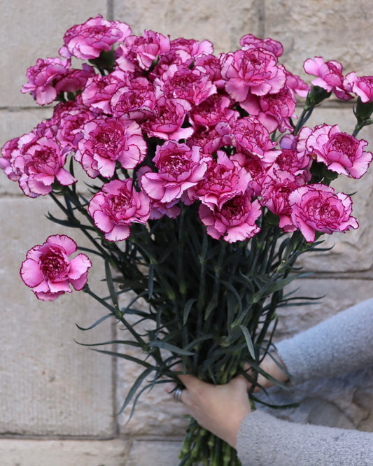 Nejlika - Dianthus