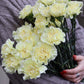 Nejlika - Dianthus