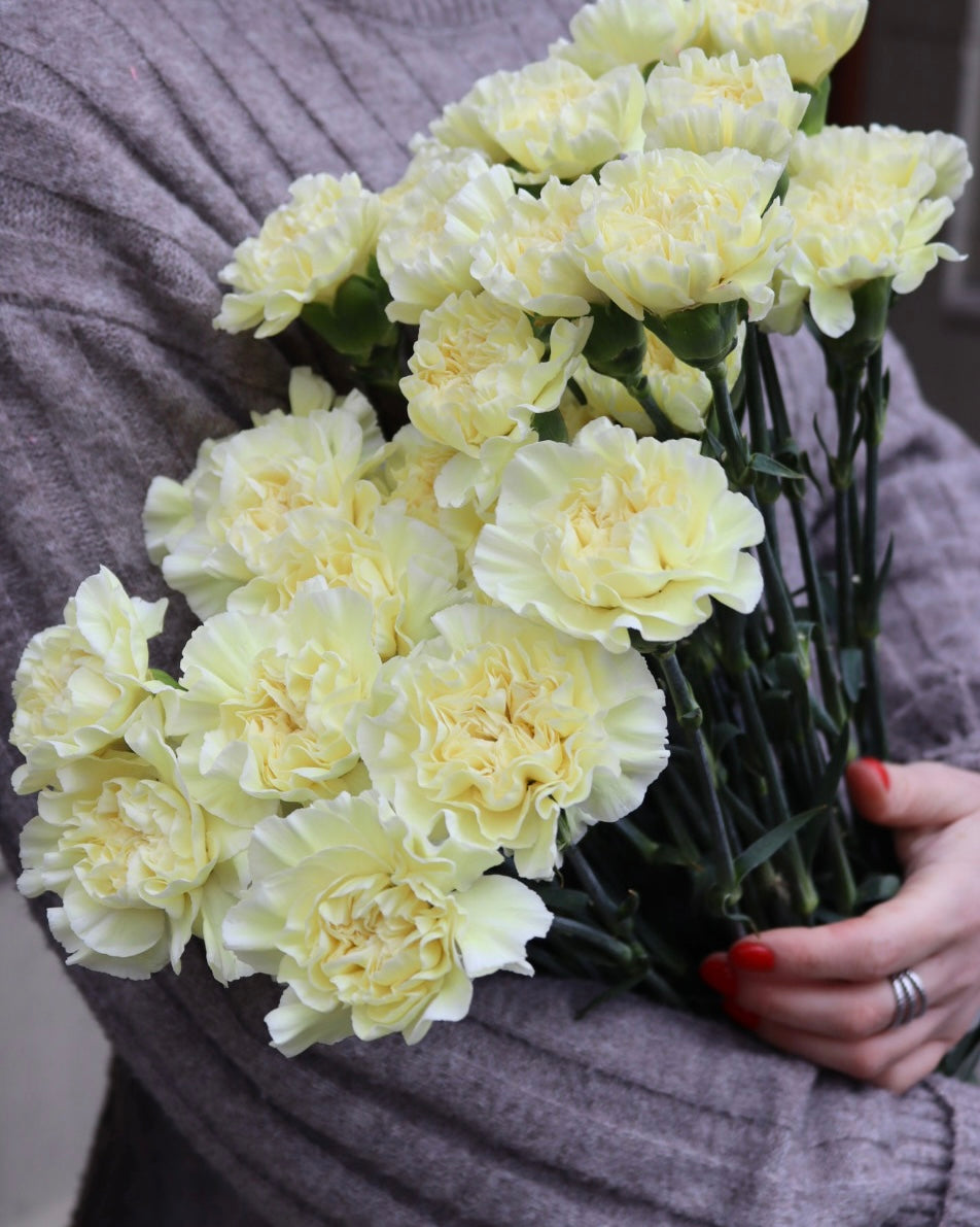 Nejlika - Dianthus