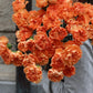 Nejlika - Dianthus