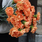 Nejlika - Dianthus