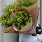 Solidago