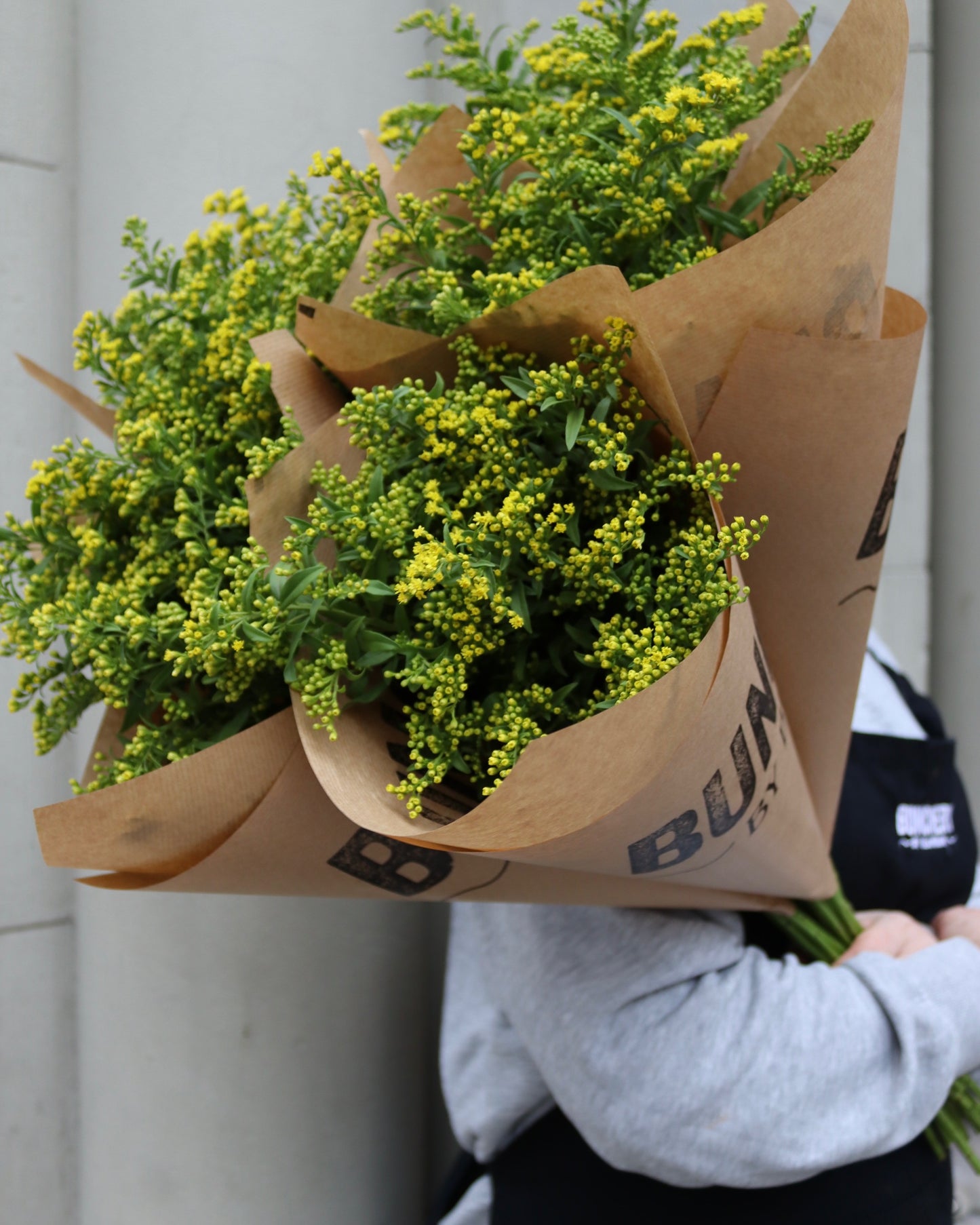 Solidago