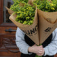Solidago