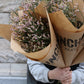 Limonium