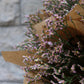 Limonium
