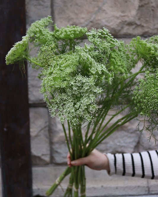 Ammi Majus