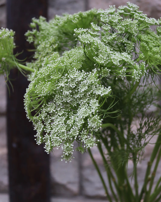 Ammi Majus