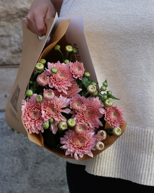 Krysantemum