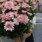Krysantemum