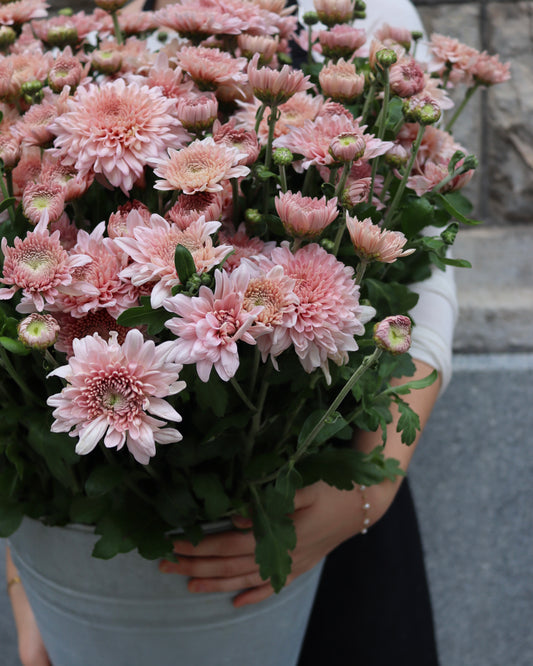 Krysantemum
