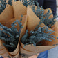 Lavendel