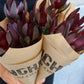 Leucadendron