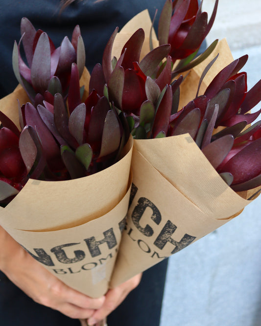 Leucadendron