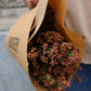 Limonium