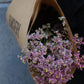 Limonium