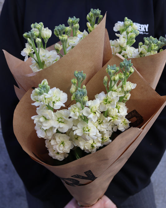 Lövkoja - Matthiola