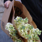 Lövkoja - Matthiola