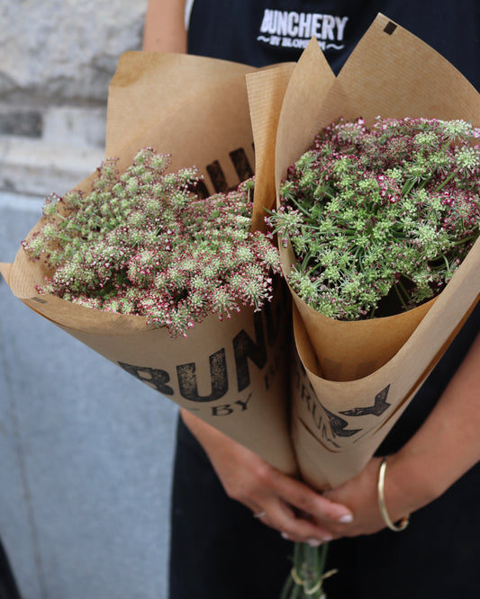 Daucus Carota - Morotsblomma