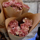 Nejlika - Dianthus