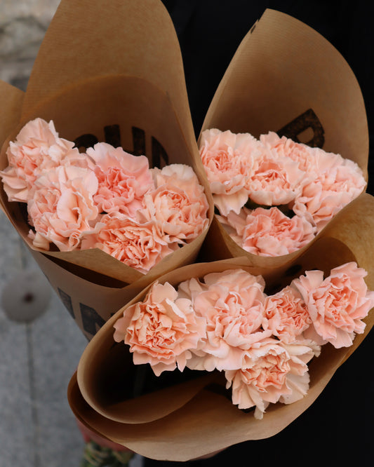 Nejlika - Dianthus