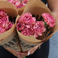 Nejlika - Dianthus